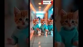 3 cats dance #threecats #dancingcat #catdance #boogiecat #catvideos