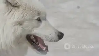 Epic Forest Chase : Cat Vs Bear 🔥🔥