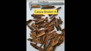 Cassia Broken A