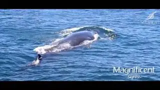 Whale watching