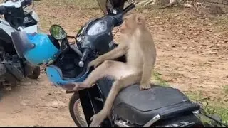 Woow woow smart monkey kicking helmet very bravely 