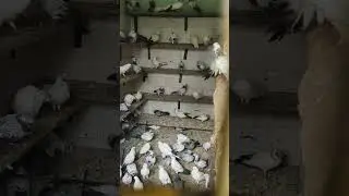 pigeons market 🕊️#shorts #janamfidayehaidery #allahabad
