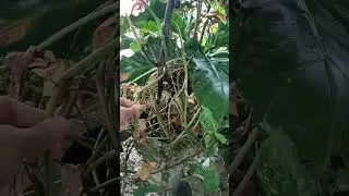 SOS call from my Syngonium Mojito 🥲 #plants #plantsissue #plantcare #houseplants #syngoniums