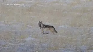 New Mexico wildlife officials say Mexican Wolf may resurge