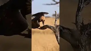 Did you know which animal Answer this can survive without water for months