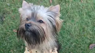 Классные мальчишки ждут МАМПАП🤗🐾 Продажа доставка по миру+79788972514