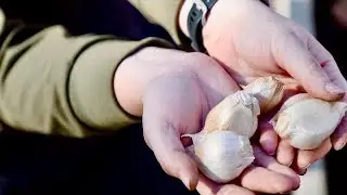 Garlic In December?