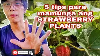Strawberry sa Mainit na lugar 5 Tips para Mamunga ang Strawberry Plants #strawberry