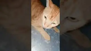 My Sigma cat energy 🐾🔥 no meow, only respect #shorts #effectking #tiktokeffects #trending #foryou