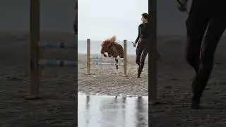 Wie cool ist dieses Pony bitte ?🤯🤍 #minishetty #strand #springen #strandritt #pferde #horses #cute