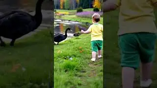 Hi black swans #swan #love #friendship #cute #life #dream #stream #meadow #country #switzerland #dj