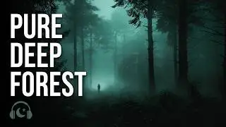 Dark Forest Ambience for Quiet Evenings (1 Hour)