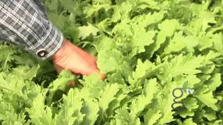 Growing and Harvesting Asian Greens