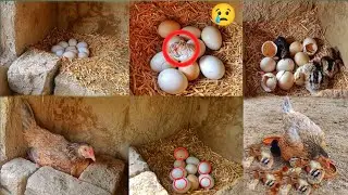 The hen hatches from the eggs within eighteen days | How a hen lays eggs | Five hatch out of ten egs