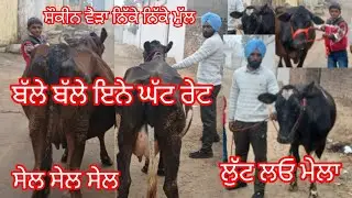 ਓਫਰਾਂ ਵਾਲੇ ਰੇਟ ਦੋ ਸ਼ੌਕੀਨ ਵੈੜਾ ਨਿੱਕੇ ਨਿੱਕੇ ਮੁੱਲ ਲੁੱਟ ਲਓ ਮੇਲਾ /cow for sale /Cheema dairy farm 