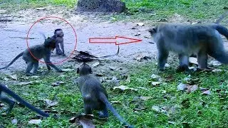 Wow!Baby Timo runs jump so excited welcome king daddy, Baby Timo miss Achep king of monkey