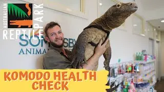 HEALTH CHECKING A KOMODO DRAGON! | The Australian Reptile Park