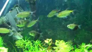 African Longfinned Tetra--Brycinus longipinnis