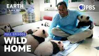 Rewilding Animals To Live Alongside Humans | EARTH A New Wild | Full Episode 1 | PBS