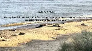 #Horsey beach#UK#Travel#Grey seal#Enjoyment#