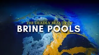 The Secret Life of Brine Pools | The Ocean&rsquo;s Deadliest Zone