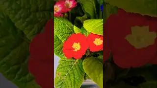 Primrose flowers 🇷🇴 Romania 😍#nature #garden #Travel shorts