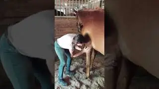 Equine massage demo