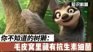 你不知道的树獭：毛皮窝里藏有抗生素细菌【超越思维】