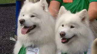 Meet Makaio and Keona, Samoyed Therapy Dogs - Community Rehab Hospital