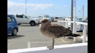 Motels In Takapuna | Download the Takapuna App