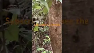 See the lizard?