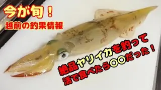 【ヤリイカ爆釣】越前漁港で絶好調！【漁師の匠の遊漁船】