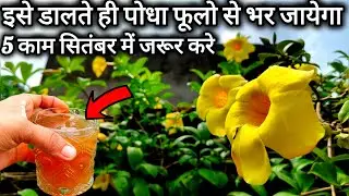 अलमांडा मे फूल नहीं आ रहा है तो 5 काम और 1खाद पौधा फूलों से भर जायेगा।Alamanda plant care fertilizer