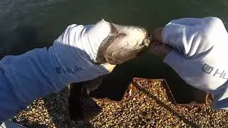 TOG FISHING FISHBITES AND RATTLES and greencrabin New Jersey