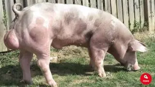 Pietrain Gepork Boar - 3146