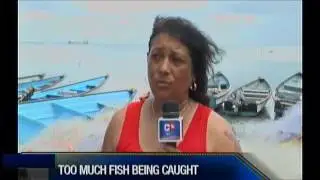 THERE IS NO OIL SPILL OR FISH KILLS SAYS CLAXTON BAY FISHERMEN