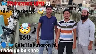 🤯130🕊️Gole कबुतरो का Shok || UP13 🗣️ सिकंदराबाद की गोला Kabutarbazi #kabootarbazi #ArslaanAnsariUP13