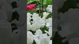 Flowers Keukenhof Lisse netherland /annemarievervuurt/2021 #shorts #bloemen