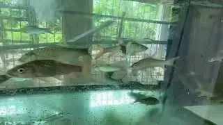 Ikan kelah merah sungai setuang #ikankelahmerah #mahseerfish 