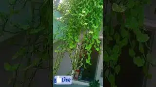 Turtle Vine Plant Care Tips 🌿🍀🥰😎|| Turtle vine plant की देखभाल कैसे करें😇🤓#shorts#youtubeshorts