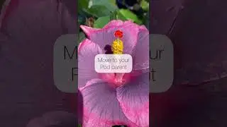 How to cross-pollinate tropical hibiscus. Hybridizing Hibiscus.