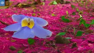 Costa Rica Ahhhh Moment | Virtual Expeditions | Lindblad Expeditions