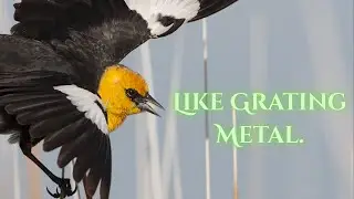 The Yellow Headed Blackbird, An Ancient Bird - The Birdman Episode 6