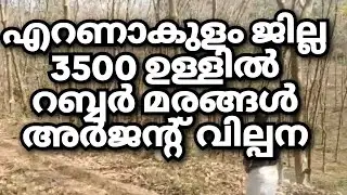 റബ്ബർ മരങ്ങൾ 3500 ഉള്ളിൽ എറണാകുളം ജില്ലയിൽ 👌🏼#realestate 