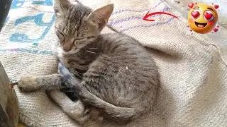 Kitty The Kitten Is Relaxing Near The Warm Heater 😴