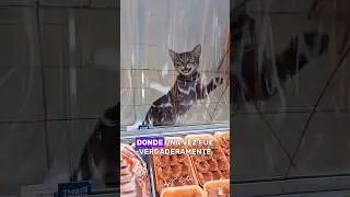 The cat who asked for food comes to repay the favor #animals#Friendship #Us#cat
