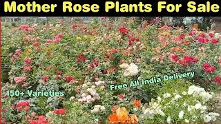 Mother Rose Plants For Sale | 🔥 On Viewers Heavy Demand🔥 | WhatsApp-  8250221446 | Rose Plant Lovers