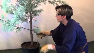 Basics of Japanese pruning - niwaki