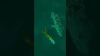 🧠 This Fish went to School! #fishtough #saltwaterfishing #lingcod #bottomfish