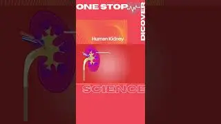 Human Kidney | Human Kidney Functions | Blood Filter System | #Shorts | #Shortsfeed | #Youtubeshorts